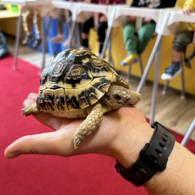 Spotkanie z żółwiem i ślimakiem-Grupa Żabek i Słoneczek